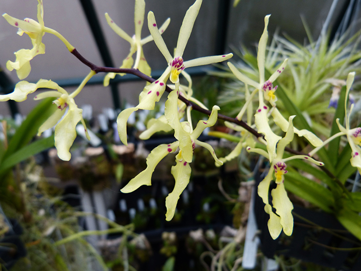 Renanthera citrina